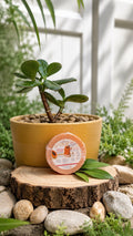 BEETHEQUEEN GLOW-TO- GO Travel Bar Papaya and Kojic Glow Bar